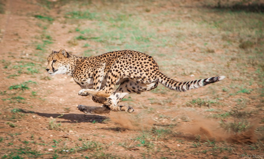 Cheetah Conservation Fund – world class research and education centre