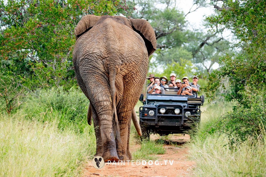 Be enthused by nature and become a professional safari guide