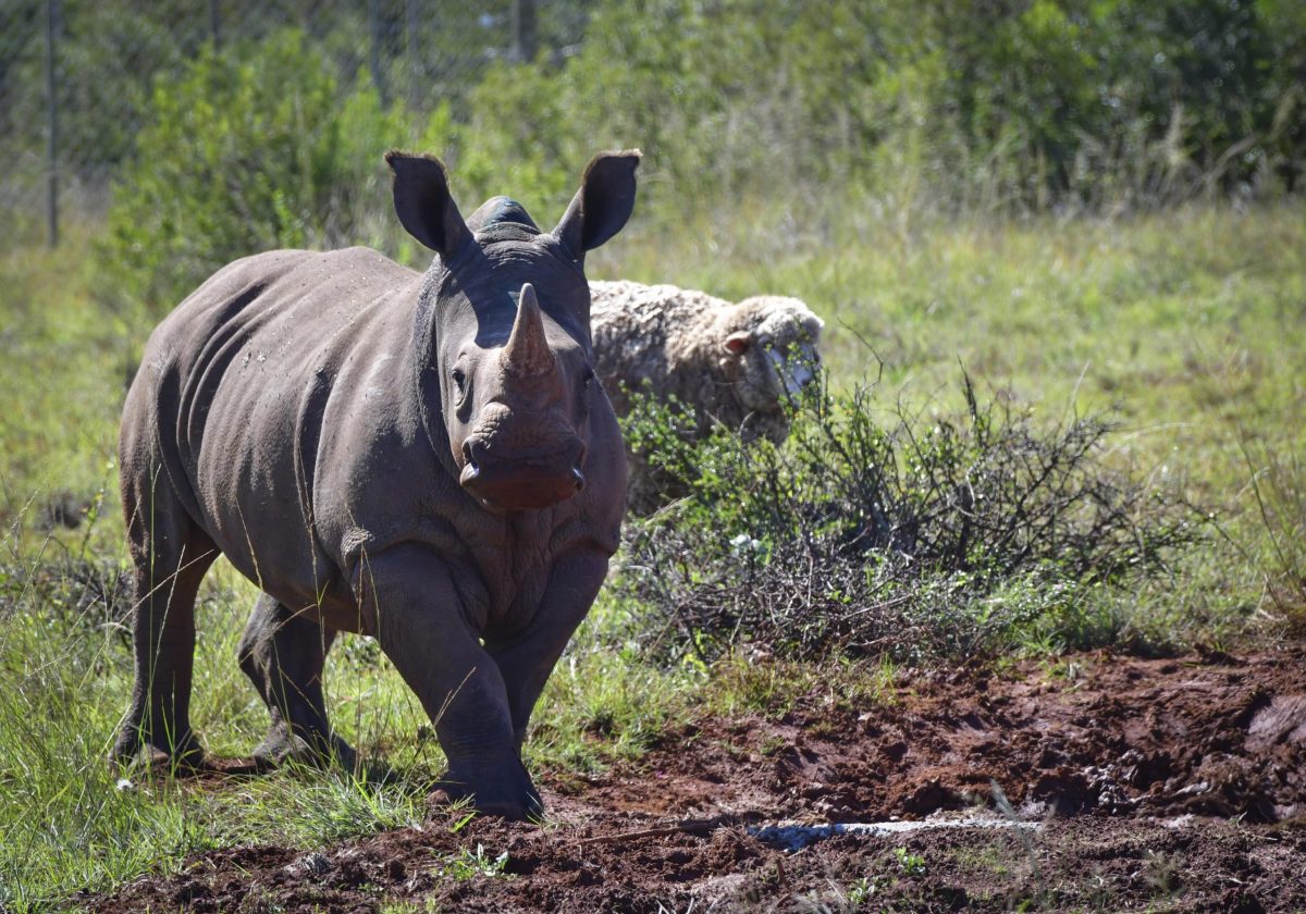 Conserving rhinos is about more than just stopping poachers