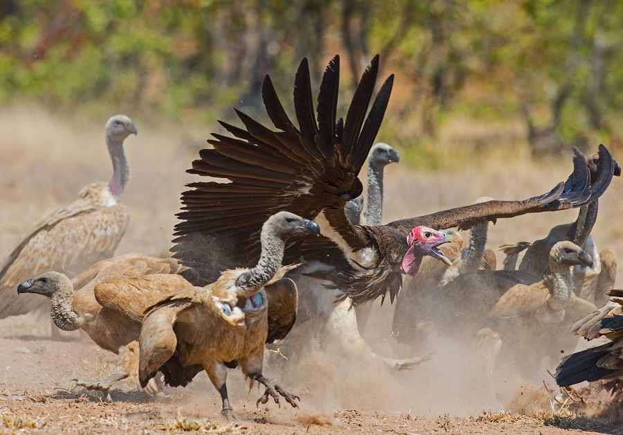The vulture ambulance: 911 Emergency Response for poisoned vultures