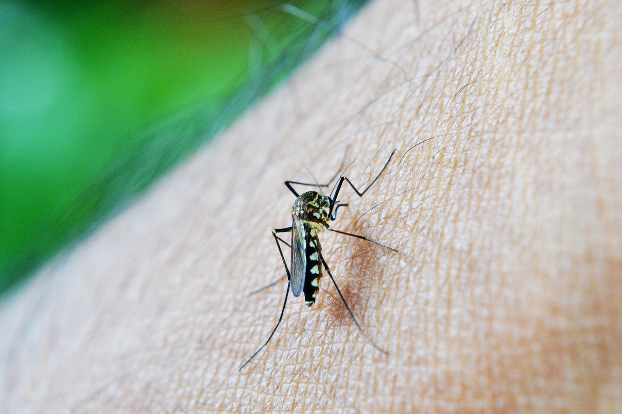 Think ahead to prevent malaria this summer