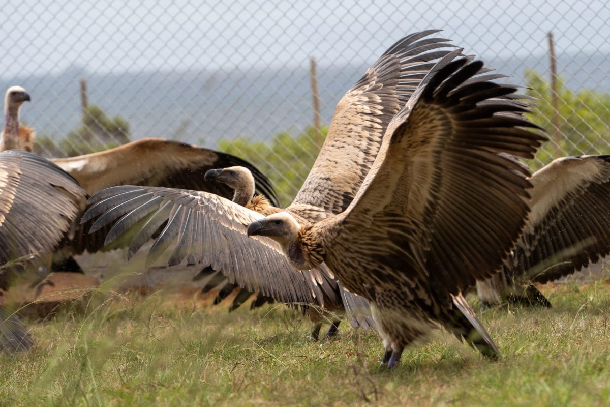 Africa’s largest vulture relocation marks a conservation milestone