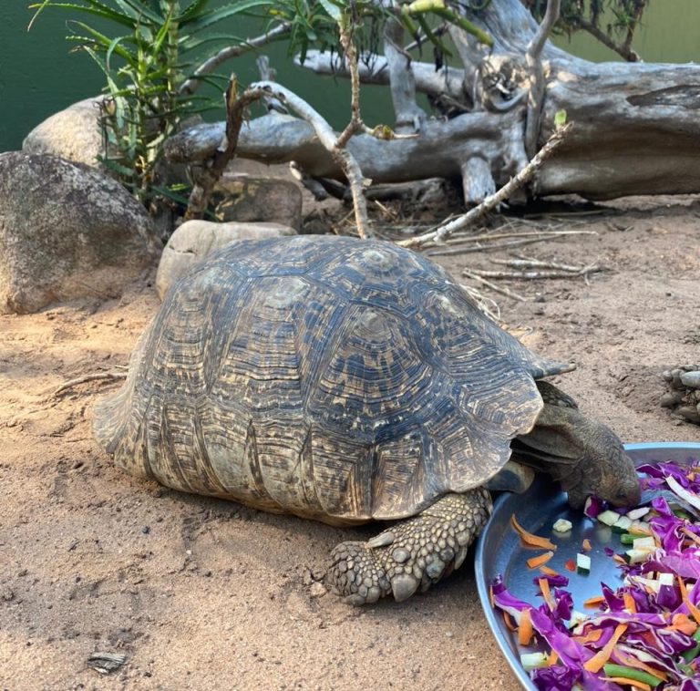 Crocworld’s rehabilitated tortoise needs a new name!